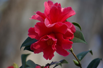 Fototapeta premium Camélia rouge au printemps au jardin