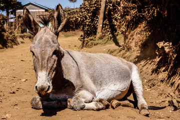 kenya