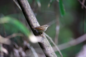 Asian stubtail (Urosphena squameiceps) in Japan
