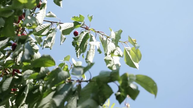Prunus avium orchard tree branches with red fruit slow motion 1920X1080 HD footage - Close-up of wild or sweet cherry against blue sky slow-mo 1080p FullHD video