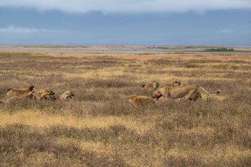 Lions fighting hyenas