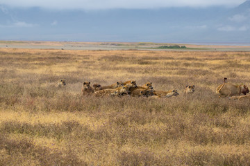 Lions and hyenas eating