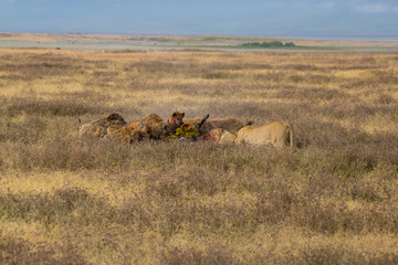 Lions and hyenas eating