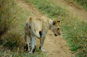 Fototapeta na wymiar Hungry lioness