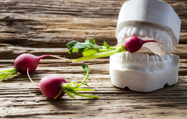 Gebissabdruck mit Radieschen, Gipsabdruck, gesunde Ernährung, Zahngesundheit 
