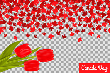 Canada day background with maple leafs and tulips for 1st of July celebration on transparent background.