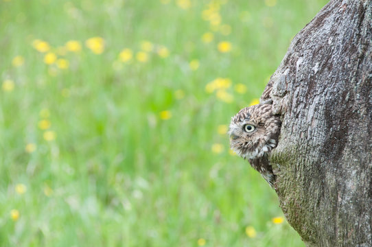 Little Owl looking out form a hole in a tree trunk