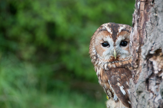 Tawny Owl looking out from behind a tree into camera