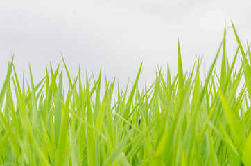 Green grass and sky
