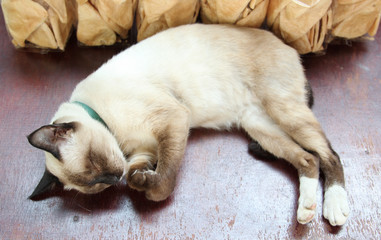 Brown cat sleeping on wooden table.