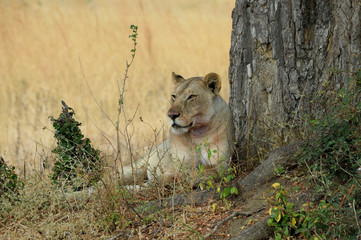 Well-fed lioness (Panthera leo) 2