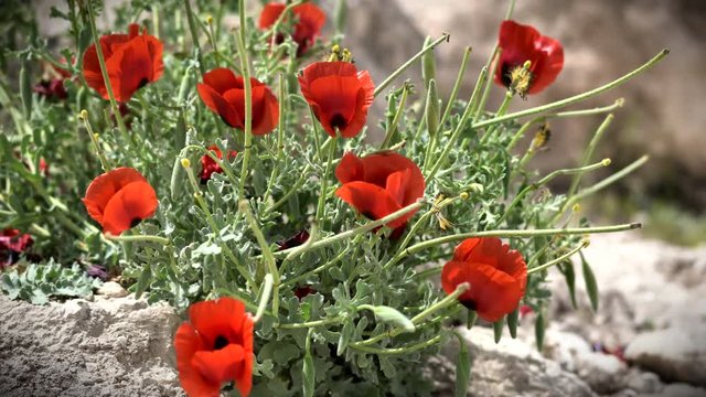 Red Anemones Flowers in Israel