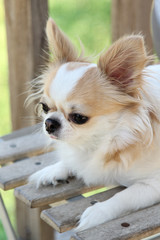 White and brown female Chihuahua dog.