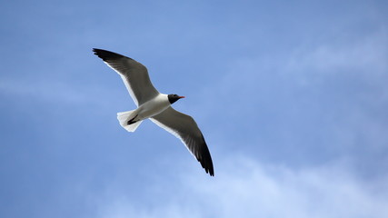 Seagull with wings spread against a blue sky