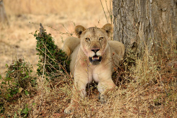 Well-fed lioness (Panthera leo)