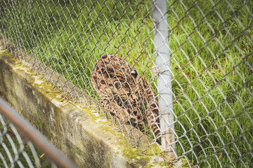 Feline in captivity, behind a wire fence.