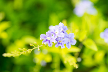 Little Purple flower with green blur background