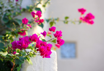 Bougainvillea brings dramatic color to home landscaping