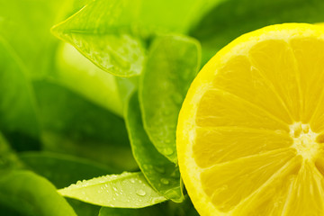 Close up of cut grapefruit half and citrus leaves