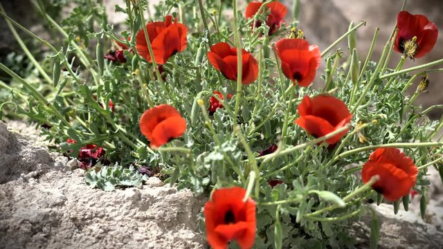Spring Blossoming of Red Anemones Flowers at Herodium (Herodion). Judean Desert. Israel