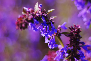 Fototapeta na wymiar Violet flowers on field