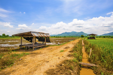 Landscape of agricultural area to prepare rice
