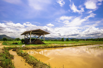 Landscape of agricultural area to prepare rice