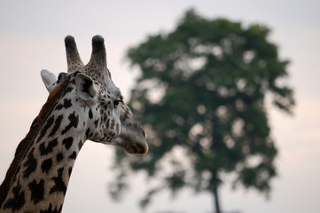 Masai Giraffe (G.camelopardalis tippelskirchi)