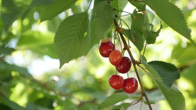 Prunus avium orchard with tasty fruit 4K 2160p 30fps UltraHD footage - Close-up of fresh red cherries on tree branches 3840X2160 UHD video