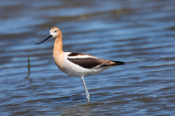 American avocet in the wild, seen in a North California marsh