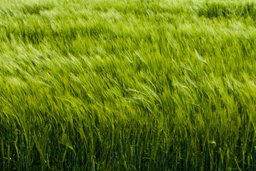 Campo de trigo con viento