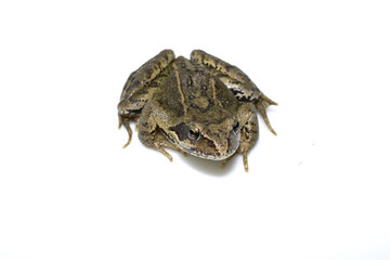 Common English Wild Frog on White Background