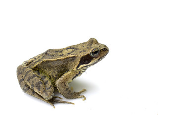 Common English Wild Frog on White Background
