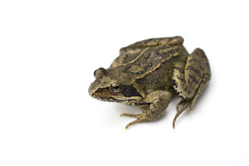 Common English Wild Frog on White Background