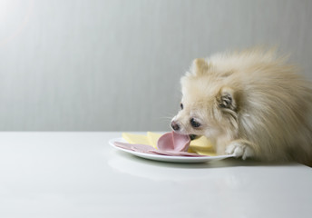 Clever dog at the table, steals food with his paw. Tricky dog eats from a plate owner.