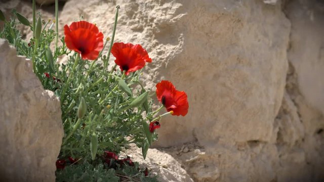 Spring Red Anemones Flowers at Judean Desert. Israel