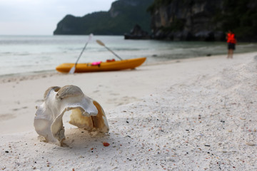 Fototapeta na wymiar Marine life animal bones with kayaking on the beach. 