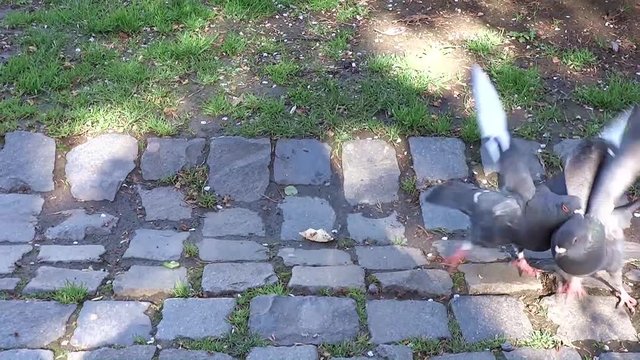 Pigeons, a fight for food