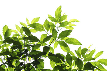Fototapeta na wymiar green leaves frame isolated on white background