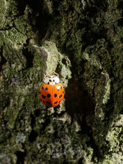 asiatischer Marienk&auml;fer auf Borke (vertikal)