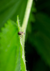 Rüsselkäfer mit Ausblick