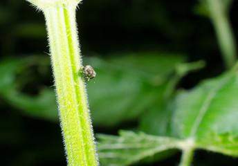 Winzling auf Achse: Rüsselkäfer (Brennnessel)