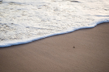 Small crab bracing for the wave