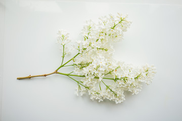 Branch of lilac on a white-painted wooden boards. Top view. 