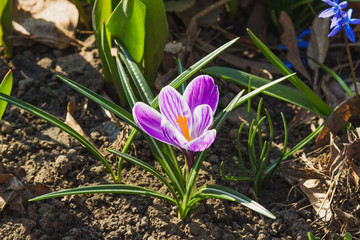 Springtime: Violet crocus on the flowerbed