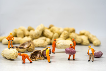 miniature people : Workers are peeling peas.  team work concept
