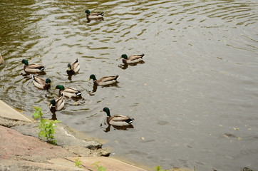 Ducks