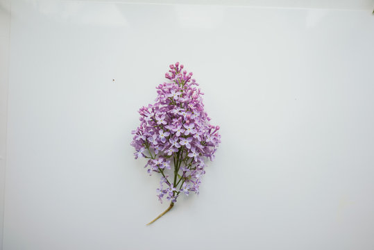 Branch of lilac on a white-painted wooden boards. Top view. 