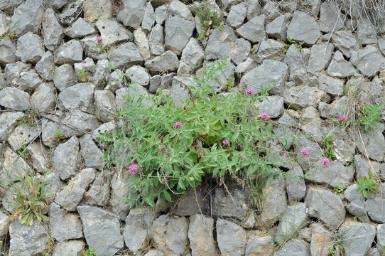Unkraut im Steinbeet