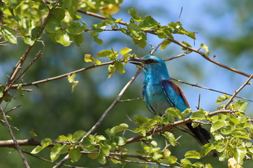European Roller, Coracias garrulus